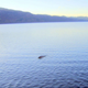 Illustration for article titled Monster hunter spent 26 years seeking the Loch Ness Monster. Heres his best photo of Nessie